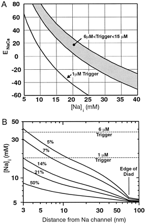 (A) Relationship between the reversal potential for Na/Ca exchange and internal Na to achieve various trigger calcium levels. To meet or exceed a trigger level between 6 and 15 μM at −40 mV the exchanger would have to operate in the shaded area of the graph showing that internal Na would have to be >35 mM. If the trigger calcium level is only 1 μM, internal Na would have to be >18 mM. (B) Calculations of the Na levels that will occur across the diad during the activation of a 4 pA Na channel situated in the centre of the diadic space (modelled as a circular region 150 nm in diameter and 15 nm high) at steady state. Curves correspond to diffusion coefficients that are 50, 21, 14, 7 and 5% of those in free solution (corresponding to diffusion coefficients of 7×10−6, 3×10−6, and 2×10−6, 1×10−6 and 7×10−7 cm2·−1, respectively) are shown (note that both axes have logarithmic scales). The levels of intracellular Na that would be required to achieve trigger levels of 1 and 6 μM at −40 mV are shown. Note that such trigger levels can only be achieved by the exchanger if the diffusion of Na is restricted and if the exchanger is very close to the Na channel (i.e., within about 10 nm).