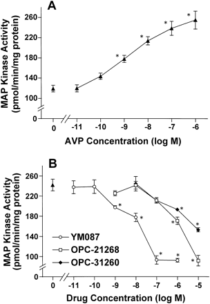Effect of YM087 on AVP-induced MAP kinase activations in neonatal rat cardiomyocytes. Cells were incubated with increasing concentrations of AVP (A) or antagonists and AVP (100 nM) (B) for 5 min. MAP kinase activity was determined as described in the legend to Fig. 4. Values are mean±S.E.M. of 4 independent experiments. *Significant difference from cells treated with vehicle or 100 nM of AVP (p<0.05).
