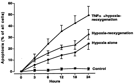 Summary of data on the number of apoptotic cells as percent of all cells, as determined by nick-end labelling. Hypoxia alone causes modest time-dependent apoptosis. Reoxygenation for 3 h causes additional increase in the number of apoptotic cells (P<0.01 vs. hypoxia alone group). Presence of TNFα further increases the number of apoptotic cells (P<0.05 vs. hypoxia–reoxygenation group). Data from six separate experiments. Each point reflects data from six experiments expressed as mean±S.D.