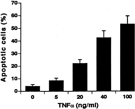 Concentration-dependent apoptosis in response to TNFα alone in cultured HCAECs. Each bar reflects data from six experiments expressed as mean±S.D.