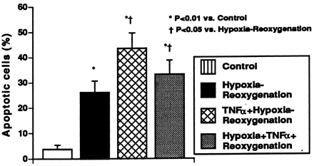 Apoptosis in cultured HCAECs exposed to hypoxia–reoxygenation, TNFα+hypoxia–reoxygenation, and only during the period of reoxygenation. Note that TNFα enhances the pro-apoptotic effect of hypoxia–reoxygenation (P<0.05 vs. hypoxia–reoxygenation group). Apoptosis is less marked when TNFα is present only during the period of reoxygenation. Each point reflects data from six experiments expressed as mean±S.D.