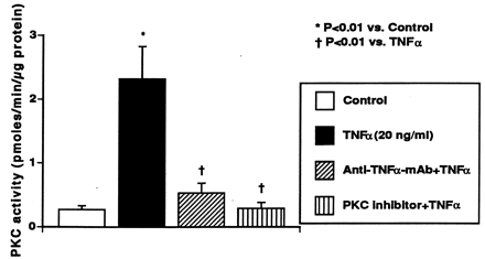 Influence of TNFα on protein kinase C (PKC) activity in cultured HCAECs. TNFα markedly increases PKC activity, and this increase is blocked by monoclonal antibody to TNFα as well as the specific PKC inhibitor. Each bar reflects data from six experiments expressed as mean±S.D.