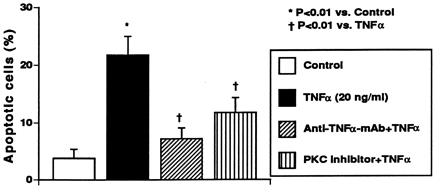 Influence of monoclonal antibody to TNFα and the specific PKC inhibitor on TNFα-mediated apoptosis in cultured HCAECs. TNFα-mediated apoptosis is significantly attenuated by monoclonal antibody to TNFα as well as the specific PKC inhibitor. Each bar reflects data from six experiments expressed as mean±S.D.