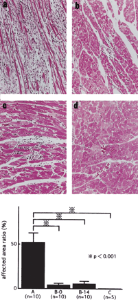Microscopic pictures of the hearts in Groups A, B-0, B-14 and C, and affected area ratio (%). Tissue specimens from rats in Group A exhibited marked infiltration by inflammatory cells, including lymphocytes, macrophages, neutrophils, and giant cells, and extensive damage to cardiomyocytes (a; original magnification, ×100). Those from rats in Group B-0 (b; original magnification, ×100) or B-14 (c; original magnification, ×100) exhibited only focal infiltration by inflammatory cells, and necrosis was limited to cardiomyocytes that were in contact with the inflammatory cells. No infiltration by inflammatory cells or damage to cardiomyocytes was noted in Group C (d; original magnification, ×100). The myocarditis-affected area ratios in Group A (n=10, Ves(−)), B-0 (n=10, Ves(+; day 0–21), B-14 (n=10, Ves(+; day 14–21)), and C (C) were 53±11*, 4.5±2.0, 5.9±3.0 and 0%, respectively. The value in Group B-0 or B-14 was significantly low compared to that in Group A. *P<0.001 vs. Group B-0, B-14 and C.