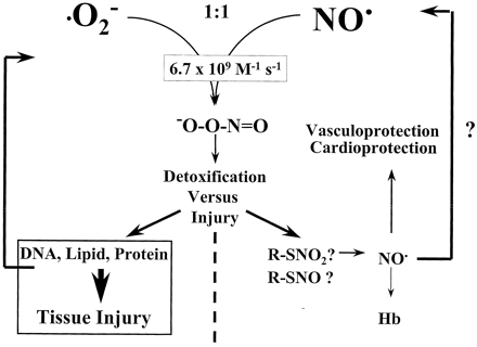 Formation and potential end-pathways of peroxynitrite (ONOO−). O2−=superoxide anion, NO=nitric oxide, R-SNO(2)=nitrosothiol, Hb=hemoglobin.