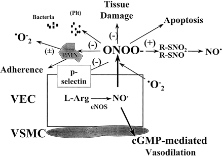 Potential physiological sites of action for peroxynitrite (ONOO−). VEC=Vascular endothelial cell, VSMC=Vascular smooth muscle cell, eNOS=Endothelial nitric oxide synthase, Plt=Platelet. O2−=superoxide anion, NO=nitric oxide, R-SNO(2)=nitrosothiol; (−)=inhibitory effect; (+)=stimulatory or potentiated effects; (±)=both inhibitory and potentiated effects.