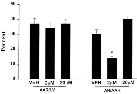 Myocardial area at risk (AAR) and infarct size after regional coronary artery occlusion and reperfusion. The figure shows no differences in AAR between groups, but significantly smaller infarct size in hearts treated with 2 μM peroxynitrite, an effect lost with 20 μM peroxynitrite. AN=Area necrosis, VEH=vehicle. (Data adapted from Nossuli et al. [80].)