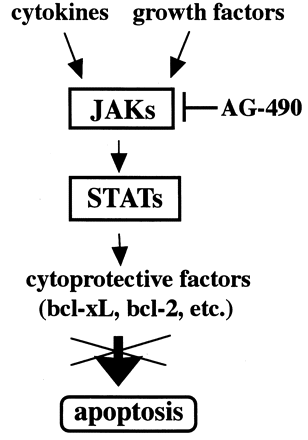 Scheme of JAK/STAT pathway mediated anti-apoptotic signaling.