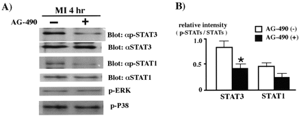 Effects of AG-490 on STAT3 and STAT1 activation after AMI. Myocardial tissue samples were obtained from the healthy border area at 4 h after AMI. AG-490 (1 mg/kg) was administered intravenously 30 min before coronary ligation. Equal amount of proteins (20 μg) were separated by 10% SDS–PAGE and transferred onto an Immobilon-P membrane. The blot was probed with phospho-specific STAT3, STAT1 ERK or P38 antibody, and then reprobed with anti-STAT3 or -STAT1 antibody. (B) Phosphorylation of STAT3 and STAT1 was quantified by densitometric analysis of the autoradiogram and results were expressed as ratio of relative intensity obtained from p-STAT3 and STAT3 or p-STAT1 and STAT1. Data are expressed as mean±S.D. from four separate experiments. *, P<0.05 vs. AG (−).