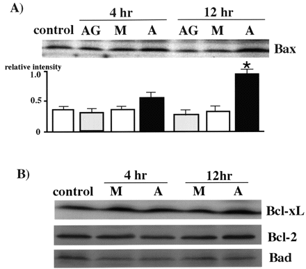 Expression of apoptosis related proteins in AMI hearts. Myocardial tissue samples were obtained from the border area of AMI hearts with or without AG-490 treatment, 0, 4 and 12 h after coronary ligation. Equal amount of protein (30 μg) was separated by 20% SDS–PAGE gel and immunoblotted with anti-Bax (A), anti-Bcl-xL (B), anti-Bcl-2 (B), or anti-Bad (B) antibody. Representative bands corresponding to the molecular weight of each protein are presented. AG; intravenous administration of AG-490 every 4 h (1 mg/kg) to the control, M; AMI and A; AMI with AG-490 treatment. Lower panel in (A) the level of Bax protein was quantified by densitometric analysis of the autoradiogram and results were expressed as ratio of relative intensity compared with control heart. Data are mean±S.D. from four samples. *, P<0.05 vs. M.