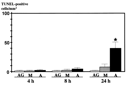 Effects of AG-490 on TUNEL-positive nuclei in AMI. Apoptotic cardiac myocytes were measured by TUNEL technique at 4, 8 and 24 h after coronary ligation. Data are expressed as TUNEL-positive nuclei/mm2 in border area of AMI heart. Six fields in border area were examined for each heart. AG; intravenous administration of AG-490 every 4 h (1 mg/kg) to the control, M; AMI and A; AMI with AG-490 treatment. Data are expressed as mean±S.D. from three hearts. *, P<0.05.