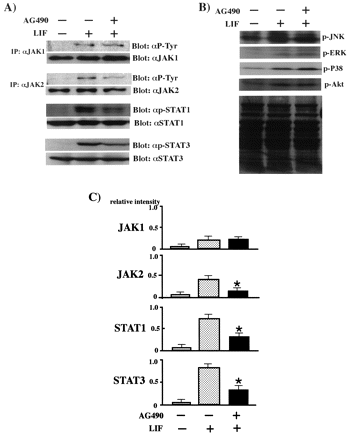 Effects of AG-490 on gp130-dependent signaling pathway in cardiac myocytes. (A) Phosphorylation of JAK/STAT family (JAK1, JAK2, STAT1 and STAT3) (B) Phosphorylation of MAPK family (JNK, ERK and P38) and Akt. Cardiac myocytes were cultured with M-199 and 10% NCS for 2 days and starved for 6 h. The cells were stimulated with 102 U/ml LIF for 5 min with or without 1 h pretreatment with 50 μM AG-490. The cells were lysed with RIPA buffer, immunoprecipitated with anti-JAK1 or anti-JAK2 antibody for 4 h at 4°C, separated by 10% SDS–PAGE and transferred onto an Immobilon-P membrane. The blot was probed with anti-phosphotyrosine antibody (4G10) and then reprobed with anti-JAK1 or anti-JAK2 antibody. When anti-phospho-STAT1, STAT3, JNK, ERK, P38, or Akt antibody was used, the cells were lysed with SDS buffer, separated by 10 or 20% SDS–PAGE and probed. The blot was reprobed with anti-STAT1 or STAT3 antibody. Experiments were repeated three times with similar results. Lower panel in (B); Coomassie blue staining. (C) Phosphorylated level is normalized by the results with reprobing with each antibody as described in Fig. 3B. Data are mean±S.D. from four samples. *, P<0.05 vs. LIF (+).