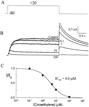 Inhibition of HERG current by cocaethylene. The effect of cocaethylene on the whole-cell current of tsA201 cells expressing HERG. (A) Cells were held at −80 mV and pulsed to +20 mV at 10 second intervals during application of cocaethylene. (B) The currents were measured before (top trace) and after bath application of 0.1, 1, 10, and 100 μM cocaethylene. (C) The peak amplitudes of the tail currents at −80 mV were normalized to drug-free controls and plotted versus concentration. The smooth curve is a fit of the normalized tail currents to a single site model (I/Io=(1+[CE]/IC50)) with an IC50 of 4.0±0.2 μM (n=3).