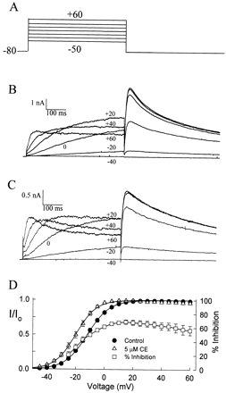 Cocaethylene causes a hyperpolarizing shift in activation. (A) Cells were held at −80 mV and currents activated by pulsing to voltages between −50 and +70 mV in 10 mV increments. Currents measured at the indicated voltages before (B) and after (C) bath application of 5 μM cocaethylene. (D) Peak amplitudes of the tail currents were measured and normalized to the maximal tail current for each experiment. The smooth curves are fits to the Boltzmann function with midpoints and slopes of −12.0±0.2 and 7.7±0.2 mV for controls (n=9) and −20.1±0.3 and 7.1±0.3 mV after addition of 5 μM cocaethylene (n=10). Also plotted is the percent cocaethylene inhibition [(1−ICE/ICTRL)·100] calculated from the ratio of the currents measured near the end of the depolarizing pulses before and after application of cocaethylene (open squares, n=6).
