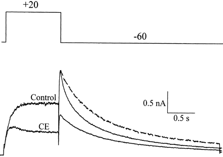 Cocaethylene slows the deactivation. Currents were activated by depolarizing to +20 mV and the tail currents measured at −60 mV. The decay phase of the tail current was fitted with the sum of two exponentials with time constants of 121 and 879 ms, respectively. Application of 5 μM cocaethylene slows the decay of the current which has fast and slow time constants of 335 and 1284 ms, respectively. The dashed line is the normalized tail current measured after application of cocaethylene.