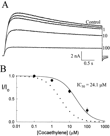 Cocaethylene inhibition of the S631A mutant channel. (A) Currents elicited by +20 mV pulses were recorded at 10-s intervals during bath application of cocaethylene (0.1–100 μM). (B) Peak currents measured in the presence of cocaethylene were normalized to drug-free controls and plotted versus concentration. The smooth curve is a fit to a single site model with an IC50 of 24.1±4.8 μM (n=5). The dotted line is the curve fit of the dose–response data of wild-type channels from Fig. 1.