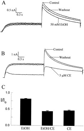 Inhibition of HERG channels by ethanol. Current was activated by +20 mV pulses and the tail current measured at −80 mV. (A) Current measured before and after application of 50 mM ethanol. (B) Control currents measured in the presence of 50 mM ethanol before and after application of 5 μM cocaethylene. (C) Mean data from 6–7 individual experiments showing the inhibitory effects of ethanol (EtOH), cocaethylene in the presence of ethanol (EtOH–CE), and cocaethylene alone (CE) on the peak tail current amplitude. Currents were normalized to drug-free controls (EtOH, CE) or to controls measured in the presence of 50 mM ethanol (EtOH–CE).
