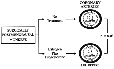 In experiments using surgically postmenopausal cynomolgus monkeys, hormone replacement therapy significantly decreased LDL (low-density lipoprotein) uptake in the coronary arteries [96].