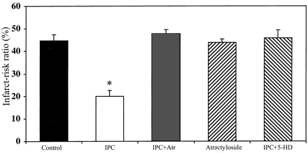 Effect of atractyloside (Atr, 20 μmol/l) when given at reperfusion and 5-hydroxydecanoic acid (5-HD, 100 μmol/l) on the infarct-risk volume ratio in control and ischemically preconditioned (IPC) hearts. * P<0.0001.