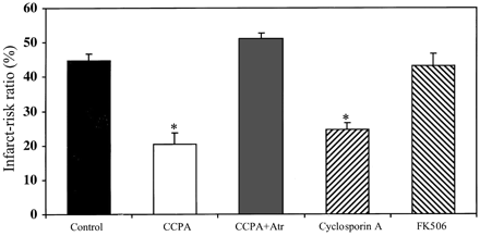 Effect of atractyloside (Atr, 20 μmol/l), cyclosporin A (CsA, 0.2 μmol/l), and FK506 (5 μmol/l) on the infarct-risk volume ratio in control hearts and hearts pre-treated with 2 chloro-N6-cyclopentyl-adenosine (CCPA, 200 nmol/l). * P<0.0001.