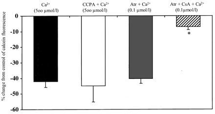 Effects of calcium (500 μmol/l), 2 chloro-N6-cyclopentyl-adenosine (CCPA, 200 nmol/l), cyclosporin A (CsA, 0.2 μmol/l) and atractyloside (Atr, 5 mmol/l), on MPTP opening as demonstrated by reductions in mitochondrial calcein fluorescence. Mean±S.E.M. percent change from control (0.1 μmol/l Ca2+), in the presence or absence of the treatment drug, of median calcein fluorescence. n = 6. * P<0.0001.