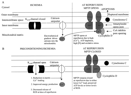Hypothetical scheme showing possible mechanisms by which ischemic preconditioning or mitochondrial KATP channel activation leads to inhibition of MPTP opening at reperfusion. (A) Ischemia–reperfusion: at reperfusion the MPTP opens. Atractyloside opens the MPTP by binding to ANT (see Discussion) and cyclosporin A (CsA) inhibits MPTP opening by preventing cyclophilin D binding to the ANT. (B) In the presence of ischemic preconditioning or mitochondrial KATP channel activation: at reperfusion there is inhibition of MPTP opening possibly due to lower Ca2+ load, preserved ATP levels or reduced ROS production at reperfusion. VDAC, voltage dependant anion channel; ANT, adenine nucleotide translocase; ROS, reactive oxygen species.