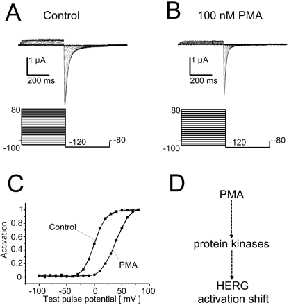 Effects of PMA on HERG currents. Control measurements (A) and the effect of 100 nM PMA after 30 min (B) on HERG wild type currents in one representative oocyte. C displays the peak tail current amplitudes as a function of the preceding test pulse potentials (data obtained from panels A and B). The activation curve was shifted by 37.5 mV from 1.2 mV to 38.7 mV. (D) Putative action of PMA on HERG activation kinetics. Inward tail current protocol in panels A and B: holding potential −80 mV, test pulse −100 to 80 mV (400 ms) in 10-mV increments, return pulse constant −120 mV (400 ms).
