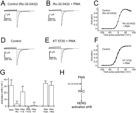 The PMA-induced shift of the HERG WT activation curve is mediated by PKC and PKA. Panels A and D show typical control measurements. In panel A the oocyte was preincubated with the PKC inhibitor Ro-32-0432 (3 μM). After application of PMA together with 3 μM Ro-32-0432 or 2.5 μM of the PKA inhibitor KT 5720, the shift was abolished (Ro-32-0432, panel C; data obtained from panels A and B) or reduced to 3.1 mV (KT 5720, panel F; data obtained from panels D and E). G shows mean values for the shift caused by PMA application without pretreatment (PMA; n = 29) and after preincubation with 3 μM Ro-32-0432 (PMA+Ro; n = 5), 1 μM (n = 7) and 10 μM (n = 4) of the PKC inhibitor bisindolylmaleimide I (PMA+1 B; PMA+10 B), 100 μM of the broad range tyrosine kinase inhibitor genistein (PMA+Gen.; n = 4), and 10 μM wortmannin (PI3 kinase inhibitor, PMA+Wor.; n = 3), respectively. The mean values for ΔV1/2 after application of PMA in combination with 2.5 μM KT 5720 are displayed in (PMA+KT; n = 7). H, putative action of PMA on HERG activation kinetics via PKC. Protocols and plots were identical to those shown in Fig. 1.