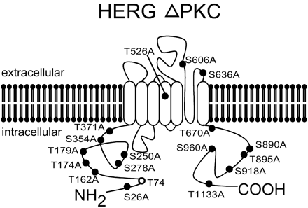 Hypothetical membrane folding model for the HERG ΔPKC potassium channel. The locations of 18 putative PKC-dependent phosphorylation sites and point mutations generated in this study are illustrated. The amino acid T74 was not mutated in the HERG ΔPKC clone, since the T74A point mutation prevented functional expression of the channel.