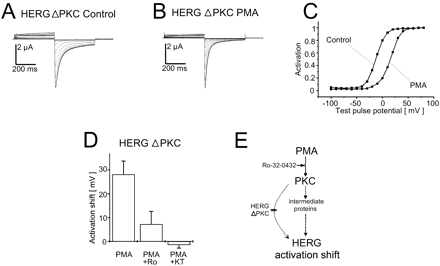 Direct phosphorylation of the HERG protein by PKC is not necessary for the activation shift. Application of PMA shifted the activation kinetics of the HERG ΔPKC channel, where all putative PKC phosphorylation sites except T74 were mutated. Control measurement (A) and the effect of 100 nM PMA after 30 min in the same oocyte (B). The HERG ΔPKC activation curve was shifted by 28.0 mV from −12.2 to 15.8 mV in this representative example (C). A summary of the PMA effects (n = 10) on the HERG ΔPKC activation shift without pretreatment (PMA) and after preincubation with 3 μM Ro-32-0432 (PMA+Ro; n = 5) is displayed in panel D (mean values). In addition, application of KT 5720 together with PMA reduced the mean HERG ΔPKC activation shift by PMA (PMA+KT; n = 4). E, putative action of PMA on HERG activation kinetics via PKA and PKC. Protocols and plots were identical to those in Fig. 1.