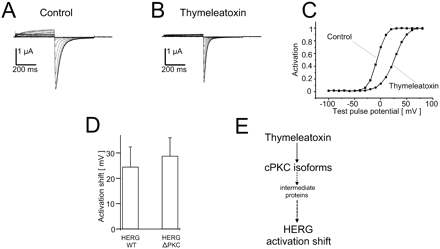 Thymeleatoxin, a specific activator of conventional PKC isoforms, shifts the HERG current activation curve independently of channel phosphorylation by PKC. Original current traces obtained before (A) and after exposure to 100 nM thymeleatoxin (60 min; panel B). The resulting activation curve is shifted by 32.7 mV (C; representative example). D, summary of the mean activation shifts of HERG WT and HERG ΔPKC currents caused by thymeleatoxin (100 nM). The numbers of experiments were n = 11 (HERG WT) and n = 4 (HERG ΔPKC), respectively. E, putative action of thymeleatoxin on HERG activation kinetics via cPKC isoforms. Protocols and plots were identical to those shown in Fig. 1.