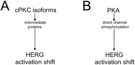 Summary of the effects of protein kinase C (panel A) and protein kinase A (panel B) on HERG channel activation. PKC acts on HERG channels via intermediate proteins independently of direct channel phosphorylation, whereas PKA phosphorylates the channel protein directly [16], thereby inducing an activation shift.