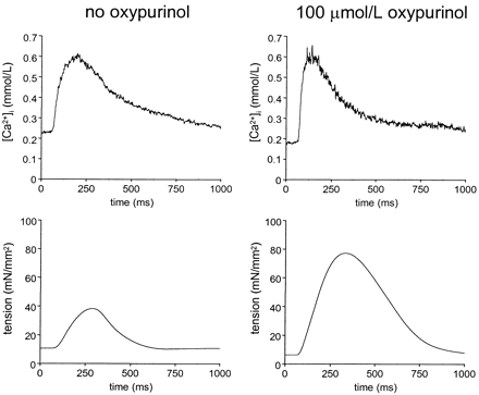 Effect of oxypurinol on Ca2+ cycling and tension in failing rat myocardium. Original [Ca2+]i (top) and tension (bottom) recordings from RV trabeculae obtained from untreated (left panels) and oxypurinol-treated (right panels) SHHF hearts at 1.0 mM [Ca2+]o. Both [Ca2+] and tension traces exhibit the slow kinetics typically observed in failing myocardium. While the Ca2+-transient amplitude is similar, developed twitch tension is substantially higher in the oxypurinol-treated preparation.
