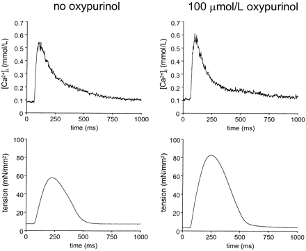 Effect of oxypurinol on [Ca2+]i and tension during twitches in nonfailing rat myocardium. Original [Ca2+]i (top) and tension (bottom) recordings from RV trabeculae obtained from untreated (left panels) and oxypurinol-treated (right panels) age-matched control hearts at 1.0 mM [Ca2+]o. While the Ca2+ transient amplitude is similar, the oxypurinol-treated preparation develops higher twitch tension. However, the oxypurinol-induced enhancement of contractility is less pronounced than in the failing group.