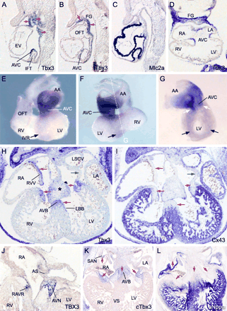 Spatial and developmental pattern of Tbx3 in mouse, and conservation of expression in human and chicken. All sections are hybridized with probes as indicated. (A–C) Serial sagittal sections of an E8.75 mouse heart. Arrows indicate expression of Tbx3 in the atrioventricular canal (AVC), pericardial mesoderm and pharyncheal arch ectoderm, mesoderm, and endoderm. (D) Section of an E9.5 embryonic heart. (E–G) Whole mount hybridized hearts of an E9.5 embryo. Black arrows depict the IV ring; white arrows depict the continuity with the AVC expression domain. Panel G shows a right-side view after removal of the right ventricle (plane of dissection indicated in F). (H–I) Serial sections of an E12.5 heart. Red arrows indicate complementary expression of Tbx3 and Cx43, green arrows indicate a region expressing neither gene. Here we found expression of Tbx2. Tbx3 expression is also detected in the cardiac cushions (*). (J) Section of a 6-week human embryonic heart. (K and L) Serial sections of an HH stage 30 chicken heart. Red arrows indicate complementary expression of cTbx3 and cNppa. AA, atrial appendages; AS, atrial septum; AVN, atrioventricular node; AVB, atrioventricular bundle; SAN, sinoatrial node; FG, foregut; LBB, left bundle branch; RAVR, right atrioventricular ring bundle; L/RA, left/right atrium; L/RV, left/right ventricle; OFT, outflow tract; L/RSCV, left/right superior caval vein; VS, ventricular septum; RVV, right venous valve.