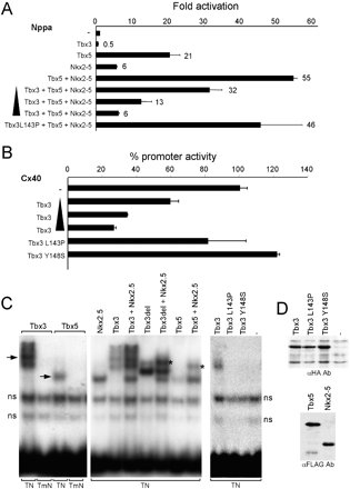 Tbx3 represses the activity of the promoters of Nppa and Cx40. (A) Tbx3 dose-dependently (50–400 ng) represses the Nppa promoter (4 μg) synergistically activated by Nkx2.5 and Tbx5. Tbx3L143P is unable to repress the activated Nppa promoter. (B) Tbx3 dose-dependently (10–400 ng) represses the Cx40 promoter (4 μg). Tbx3L143P or Y148S does not repress the Cx40 promoter. Fold induction of the activity of the Nppa promoter is given. (C) Electromobility shift assays with nuclear extracts of HEK cells transfected with indicated expression vectors, using the Nppa TBE–NKE module (TN) as a probe. Probe TmN has an inactivating mutation in the T-box binding site. ns, nonspecific bands. Arrows indicate the Tbx3- and Tbx5-specific bands. Ternary complexes are indicated (*). (D) Western blot analysis of nuclear extracts of transfected HEK cells showing HA-tagged wild-type and mutant Tbx3, which are equally well expressed, and FLAG-tagged Nkx2.5 and Tbx5.