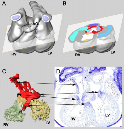 Method of three-dimensional reconstruction of the Tbx3 expression pattern in the heart. (A) Three-dimensional reconstruction of serial sections of an E12.5 mouse heart, the plane of an imaginary section is shown. (B) Imaginary section showing myocardial (red) and cushion/valve (pink) Tbx3 expression in atrioventricular canal region. (C) Each component has been defined and colored separately and can be visualized or removed. Arrows depict Tbx3 expressing parts are also visible in the section of an E12.5 heart in panel D, which has not been used for the reconstruction. LV, left ventricle; RV, right ventricle; AO, aorta.