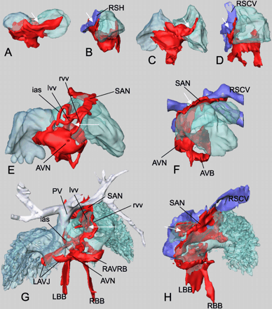 Progressive development of the Tbx3 expression domain in the dorsal wall of the atrium, venous valves, septum, and caval veins. Dorsal and right lateral views. (A and B) E9.5, (C and D) E10.5, (E and F) E12.5, (G and H) E17.5. White arrows indicate opening from caval vein to the right atrium. l/rvv, left/right venous valve. For other abbreviations, see legends to Figs. 1 and 5.