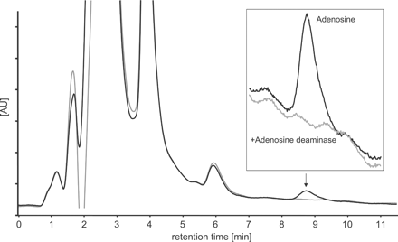 Representative chromatogram of adenosine separation by HPLC in a microdialysis sample. The arrow indicates the adenosine peak which is magnified in the inset. The adenosine peak was removed by adding adenosine deaminase (gray tracing) and no interfering peaks were detectable.