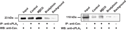 Caveolin-1 and cPLA2 co-immunoprecipitate from pig aortic endothelial cell lysates. Supernatants were immunoprecipitated (IP) with anti-cPLA2 (left panel) or anti-caveolin-1 (right panel), and immunoblotted (WB) to detect caveolin-1 and cPLA2, respectively. Lane 1, proteins from total cell lysates; lane 2–4, proteins precipitated at the indicated experimental conditions; lane 5, background precipitation in the absence of precipitating antibody with protein A-Sepharose beads only. These results are representative of three independent experiments.