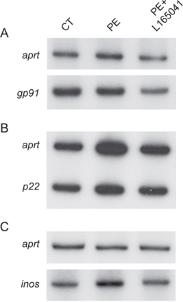 L-165041对NADPH氧化酶亚单位和iNOS表达的影响。在有或无10μmol/L L-165041的情况下，分析PE刺激心肌细胞中gp91（A）、p22（B）和iNOS（C）的mRNA水平。图中显示了典型的自动放射自显影。实验进行了三次，结果相似。