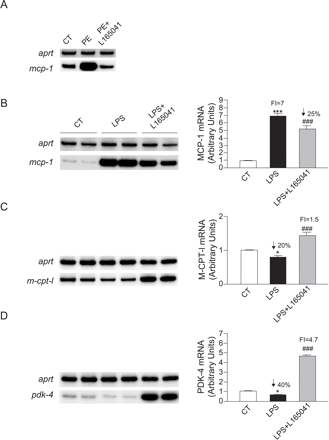L-165041抑制由PE和LPS刺激引起的心肌细胞MCP-1上调。在存在或不存在10μmol/L L-165041的情况下，分析新生大鼠心肌细胞（A）中PE刺激的MCP-1 mRNA水平。在有或无10μmol/L L-165041的情况下，分析LPS刺激的H9c2细胞中MCP-1（B）、M-CPT-I（C）和PDK-4（D）的mRNA水平。图中显示了代表性的自动放射自显影图和归一化为APRT mRNA水平的定量。数据表示为六个不同实验的平均值±S.D*与对照组相比，P<0.05和***P<0.001###与PE或LPS刺激的细胞相比，P<0.001。