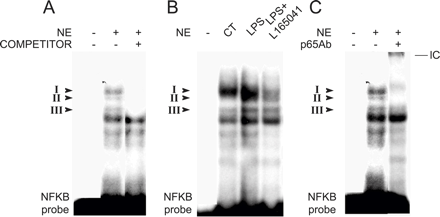 用PPARβ/δ激活剂L-165041治疗可减少LPS诱导的H9c2肌管NF-κB活化。（A） 利用32P标记的NF-κB核苷酸和粗核蛋白提取物（NE）对EMSA进行的放射自显影显示，基于与未标记探针摩尔过量的竞争，有三种特定复合物（I至III）。（B） 在有或无10μmol/L L-165041的情况下，用LPS刺激H9c2肌管1小时，用32P标记的NF-κB核苷酸和NE进行EMSA的放射自显影。（C） 通过将NE与针对NF-kB p65亚单位的抗体孵育进行超移分析。表示超移免疫复合物（IC）。