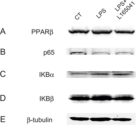 L-165041治疗不会影响IκBα的蛋白水平。用PPARβ/δ（A）、p65（B）、IκBα（C）IκBβ（D）和β-微管蛋白（E）抗体对LPS刺激H9c2肌管1h后的蛋白提取物进行Western blot分析。