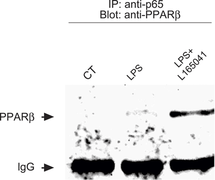 L-165041增强PPARβ/δ与NF-κB p65亚单位的关联。在存在或不存在10μmol/L L-165041的情况下，用LPS刺激H9c2肌管1 h的细胞核提取物，使用结合蛋白A琼脂糖珠的抗p65抗体进行免疫沉淀。免疫沉淀物进行SDS-PAGE并用抗PPARβ/δ抗体进行免疫印迹。印迹数据代表了三个单独的实验。