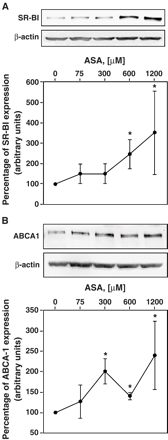 Effect of ASA on SR-BI and ABCA1 expression levels. Macrophages were stimulated with different concentrations of ASA. After 45 h, cells were lysed and expression of SR-BI (A) and ABCA1 (B), respectively, was determined by Western blot as described in Methods. Three different experiments were performed in duplicates. Data are presented as mean ± SD. Representative blots and quantitative analysis are shown. *p<0.05.