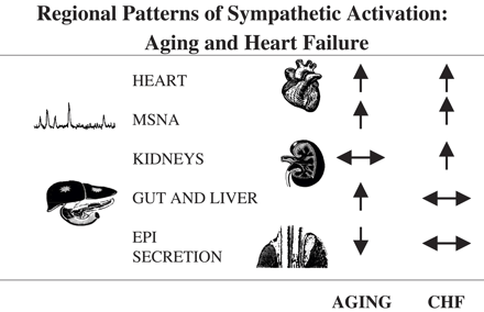 A comparison of the regional patterns of sympathetic nervous activation with healthy aging and in heart failure (CHF). Points of dissimilarity were activation of the renal sympathetic outflow in heart failure but not with aging, activation of the sympathetic nerves to the gut and liver with aging but not in heart failure, and a low rate of adrenal medullary secretion of epinephrine in the elderly, in contrast with heart failure where epinephrine secretion rates are normal or marginally elevated. MSNA: sympathetic nerve firing rates, measured by microneurography, in skeletal muscle vascular efferents; EPI: epinephrine.