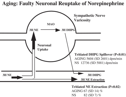 Representation of transcardiac processing of tritiated norepinephrine (3H NE). The majority of tritiated norepinephrine is removed from plasma in transit through the heart via a clearance mechanism involving neuronal uptake by sympathetic nerves. Within sympathetic nerves, 3H NE is metabolised to tritiated 3,4-dihydroxyphenylglycol (3H DHPG) by monoamine oxidase (MAO), with some subsequent release into the venous circulation (coronary sinus). Tritiated norepinephrine uptake by the heart was reduced in older healthy men 67% (S.D. 14%) compared with 82% (S.D. 7%) in young healthy subjects (NS) aged 20–30 years (P<0.02). In parallel, release of tritiated DHPG into the coronary sinus venous drainage of the heart was lower, 5604 dpm/min (S.D. 2601 dpm/min), in older than in younger men, 12736 dpm/min (S.D. 5881 dpm/min)(P<0.01). This provides strong evidence of reduced neuronal norepinephrine reuptake with aging.
