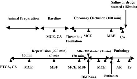 Schema of the experimental protocol. MCE=myocardial contrast echocardiography; CA=coronary angiography, MBF=myocardial blood flow measurement (using radiolabeled microspheres); PTCA=percutaneous transluminal coronary angioplasty; AR=autoradiography (using 99mTc); and IS=infarct size measurement (using triphenyl tetrazolium chloride).