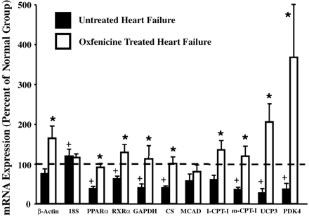Messenger RNA levels in the untreated HF (n=8) and the HF+Oxf (n=8) groups normalized to total myocardial RNA, and expressed as a percentage of the mean value for the normal group (n=7). *P<0.05 HF+Oxf vs. untreated HF. +P<0.05 untreated HF vs. control.